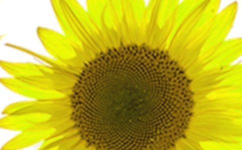 記憶中的向日葵作文(精選35篇)