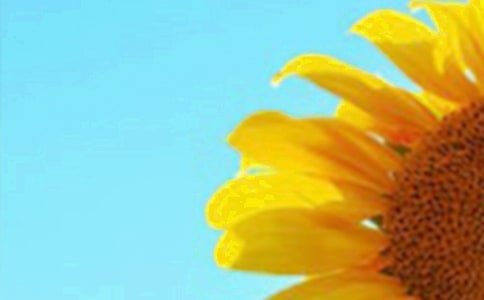 獻(xiàn)給父親向日葵作文600字