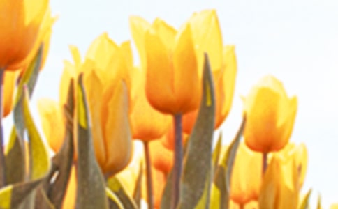 描寫(xiě)郁金香的作文