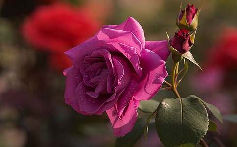 月季童話的作文