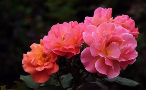 С�^(q��)����¼�С�W����