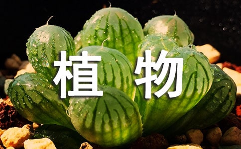 形容植物的詞語2篇