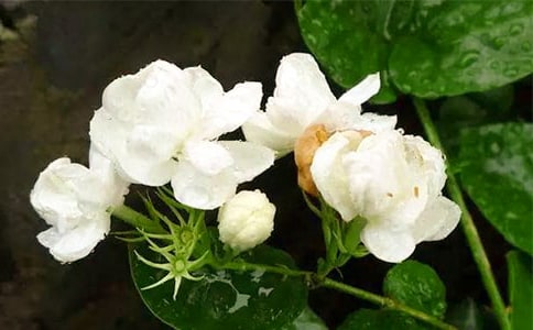 陽光下的茉莉花作文