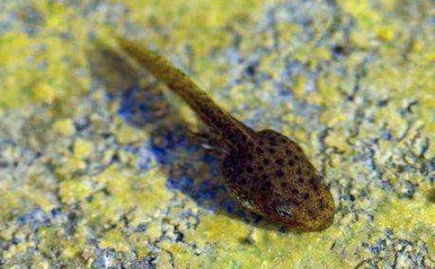 小蝌蚪找媽媽續(xù)寫(xiě)作文范文(精選7篇)