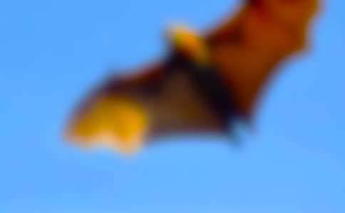 蝙蝠的小學(xué)作文500字