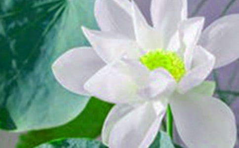 【實(shí)用】荷花的作文四篇