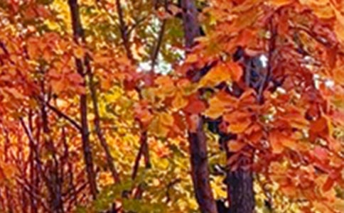 ��B��ɫ������6ƪ