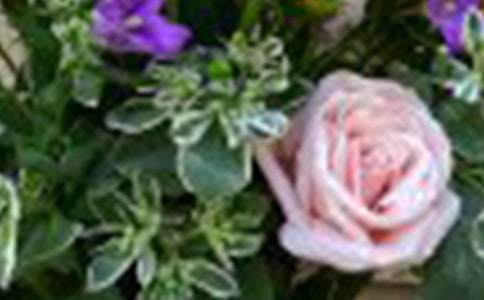 �P(gu��n)���茑õ�����ąR��6ƪ