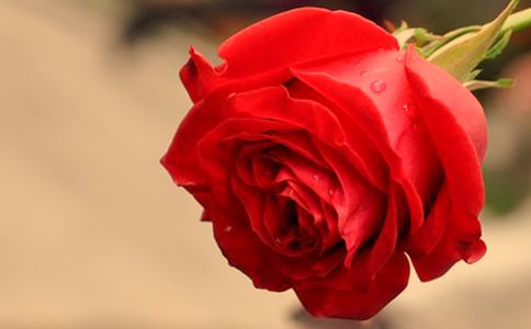 ����Ʒ���茑õ���������ƪ