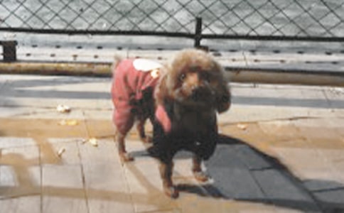 趣的小狗皮皮四年級作文