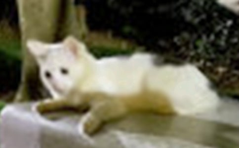 可愛的小貓的作文300字集錦8篇