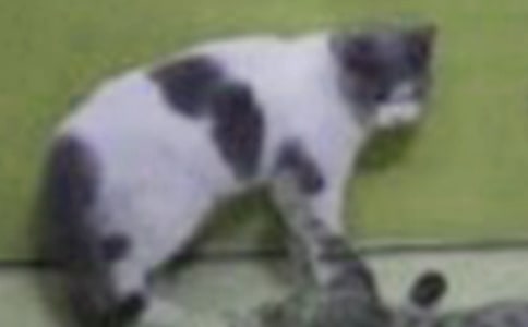 �P(gu��n)�ڌ�����С؈������300�օR����ƪ