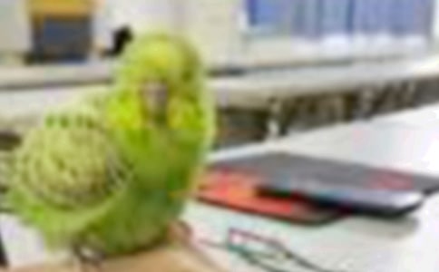 我想變成一只小鳥作文范文