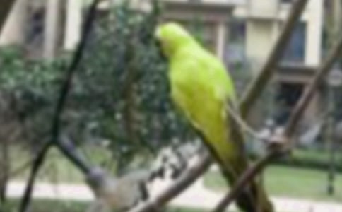 喜歡的小鳥作文4篇